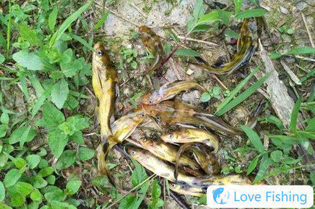 How To Catch Yellow Catfish In Wild Fishing In Spring? Share