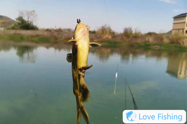 How to catch yellow catfish in wild fishing in spring? Share special nesting tips for wild fishing yellow catfish