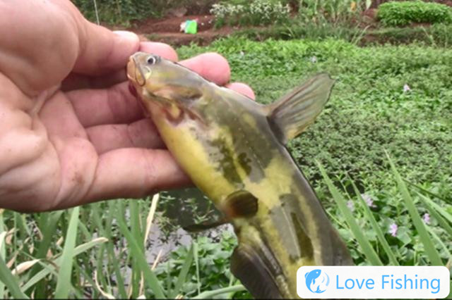 How to catch yellow catfish in wild fishing in spring? Share special nesting tips for wild fishing yellow catfish