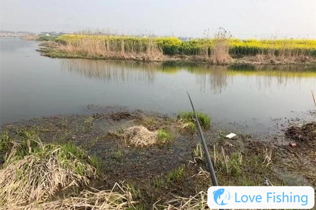 How to catch yellow catfish in wild fishing in spring? Share special nesting tips for wild fishing yellow catfish