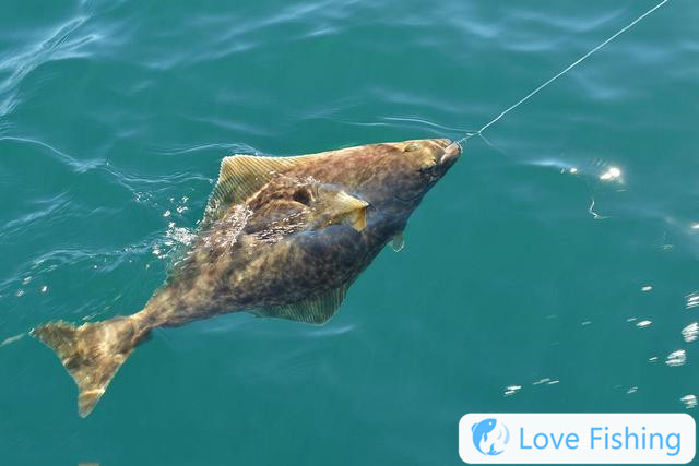 Can flounder be caught? How to catch flounder? Habits and fishing skills of flounder