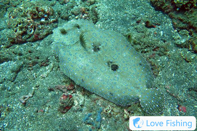 Can flounder be caught? How to catch flounder? Habits and fishing skills of flounder