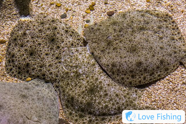 Can flounder be caught? How to catch flounder? Habits and fishing skills of flounder