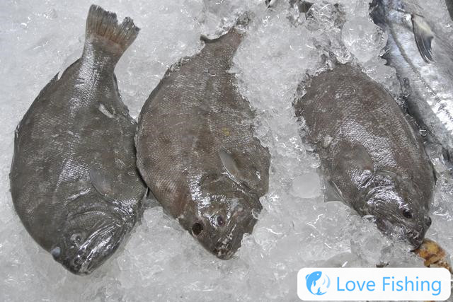 Can flounder be caught? How to catch flounder? Habits and fishing skills of flounder