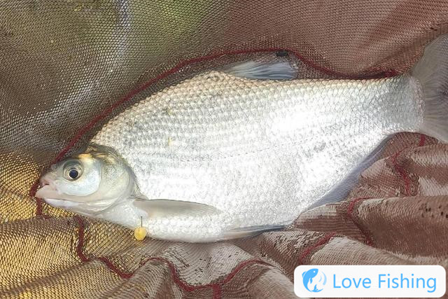 4 Tips For Fishing Bream In Spring, Experience The Crazy Con