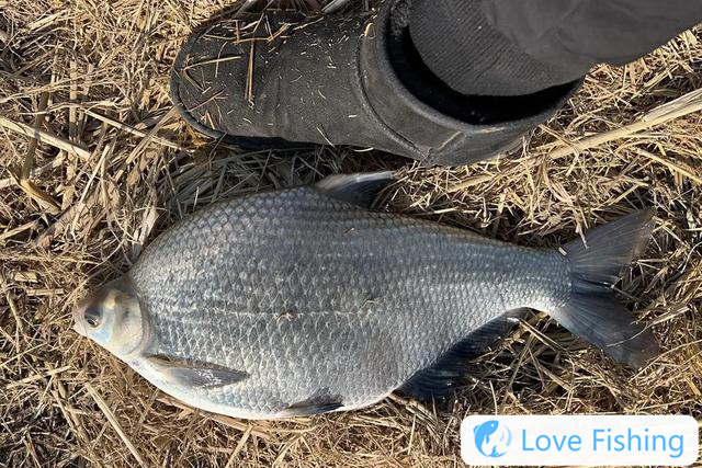 4 tips for fishing bream in spring, experience the crazy rod for fishing bream in spring