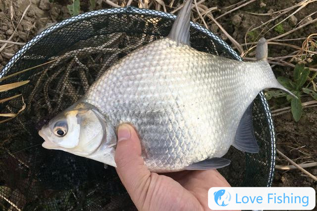 4 tips for fishing bream in spring, experience the crazy rod for fishing bream in spring