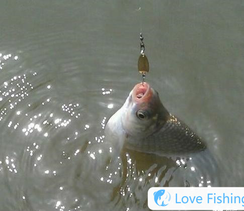 Survival of the Wilderness One Plus One and Survival of the Wilderness Bell Fishing Trap_