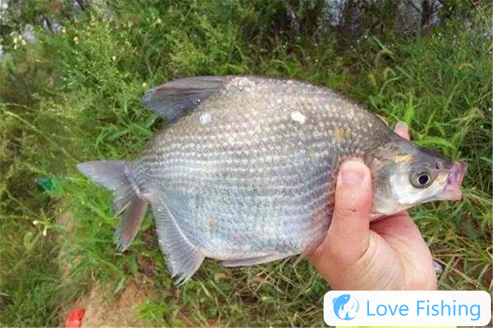Spring bream fishing method __What bait is used for fishing bream in spring