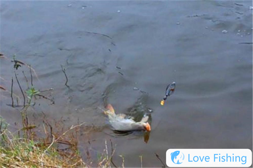 Spring bream fishing method __What bait is used for fishing bream in spring