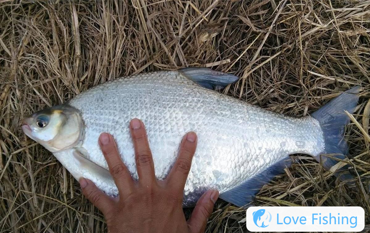 In Late Autumn, The Old Fishermen Teach You Five Practical S