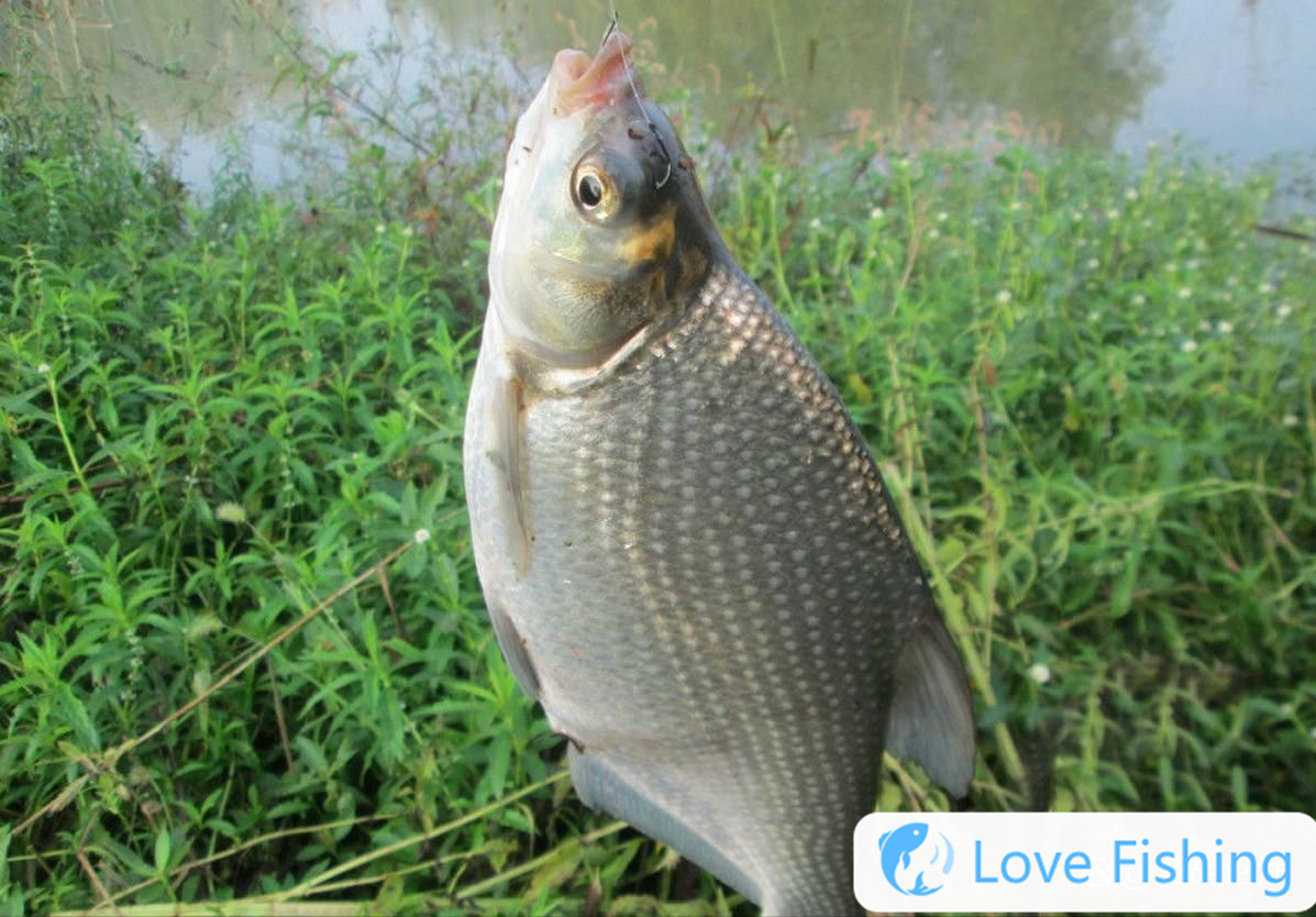 In late autumn bream fishing, the old fisherman teaches you five practical skills, allowing you to easily breeze and protect and return with a full load_ In late autumn bream fishing, the old fisherman teaches you five practical skills, allowing you to easily breeze and protect and return with a full load_ In late autumn bream fishing, the old fisherman teaches you five practical skills, allowing you to easily breeze and protect and return with a full load_ In late autumn bream fishing, the old fisherman teaches you five practical skills, allowing you to easily breeze and protect and return with a full load_ In late autumn bream fishing, the old fisherman teaches you five practical skills, allowing you to easily breeze and protect and return with a full load_ In late autumn bream fishing, the old fisherman teaches you five practical skills, allowing you to easily breeze and protect and return with a full load_
