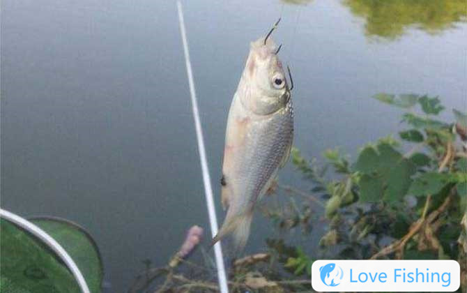 Taiwan fishing
