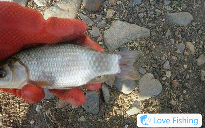 Crucian carp