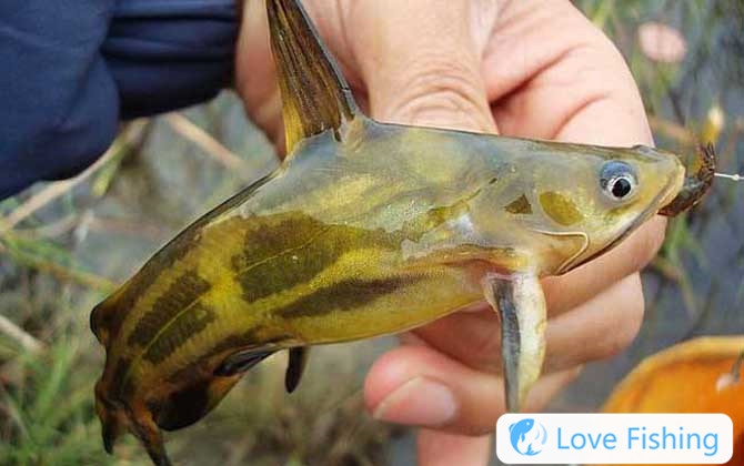 Yellow catfish