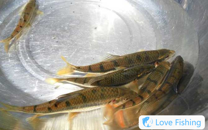 Stream grouper