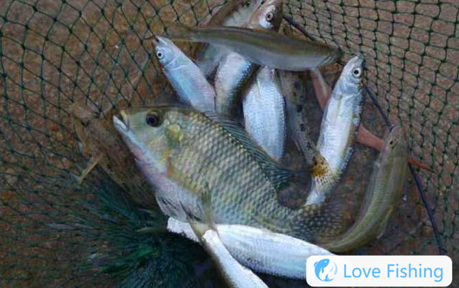 White fish