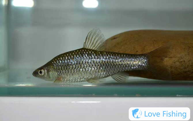Wheat ear fish