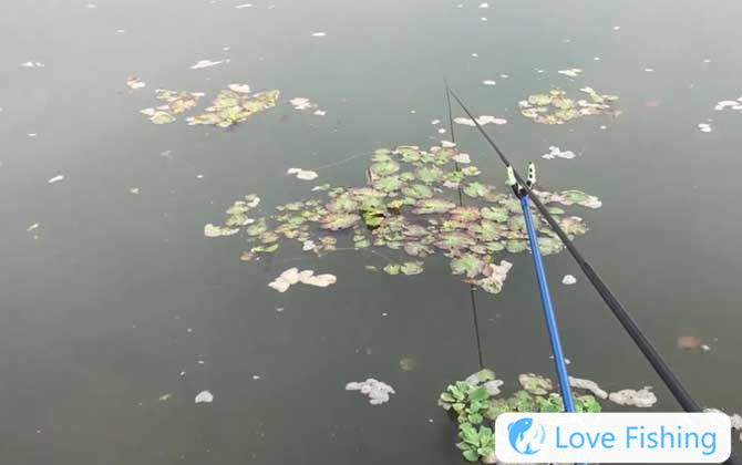 Which Is Best For Wild Fishing, Taiwan Fishing Or Traditiona