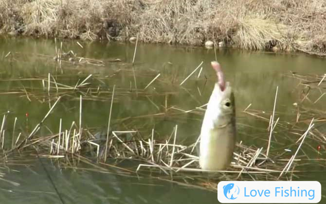 Traditional Fishing