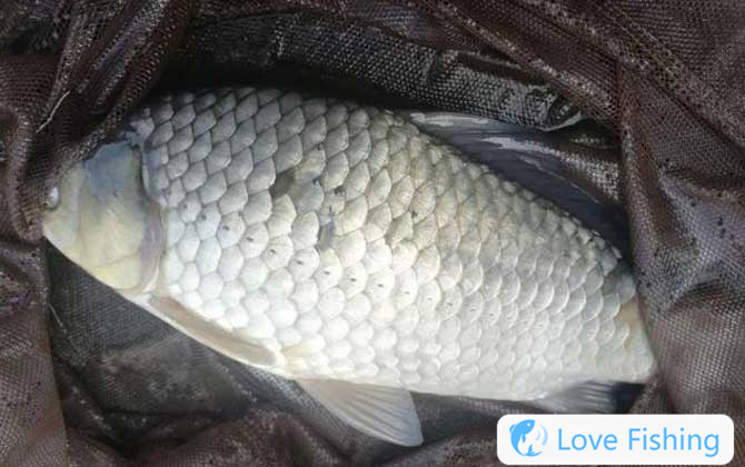 Bream