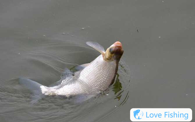 Grass carp