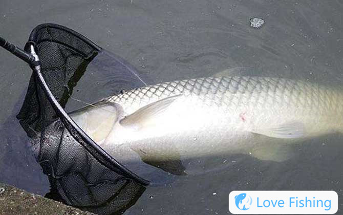 Bluefish