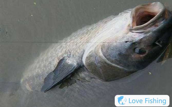 Crucian carp