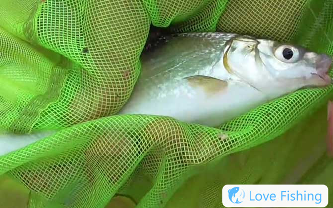 Crucian carp