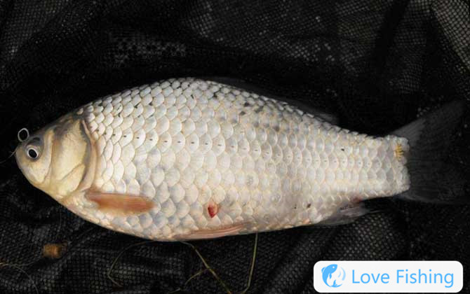 Crucian carp