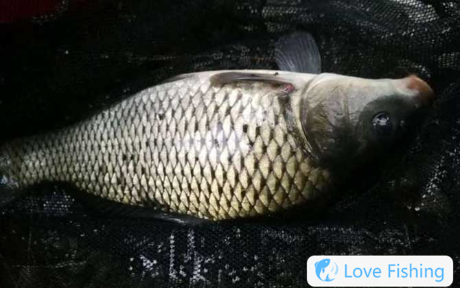 Carp