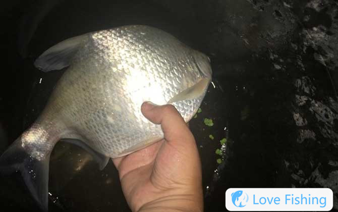 Bream