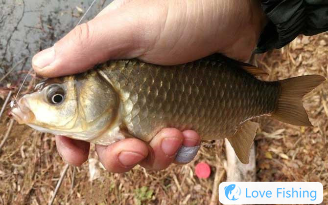Traditional Fishing