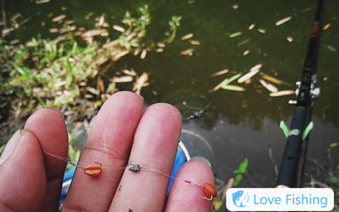 Grain and wheat fishing method