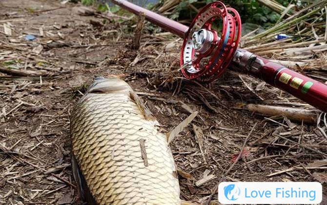 Grain and wheat fishing method