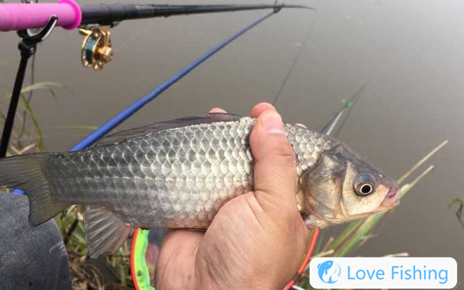 Grain and wheat fishing method