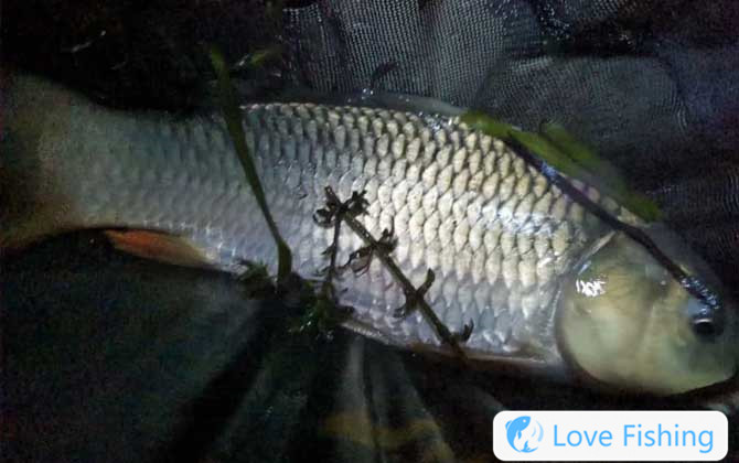 When Is The Best Time To Fish At Night?