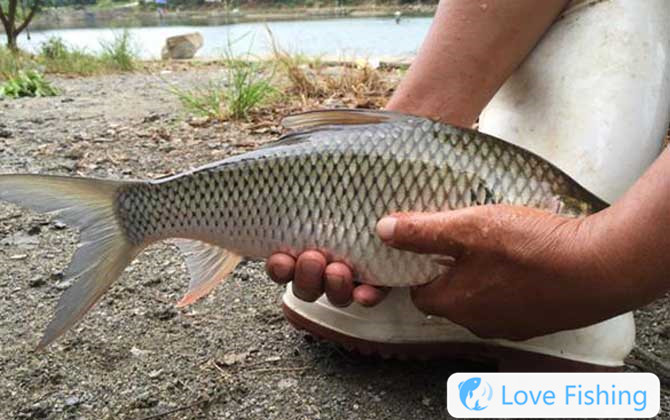 Fishing for scattered fish