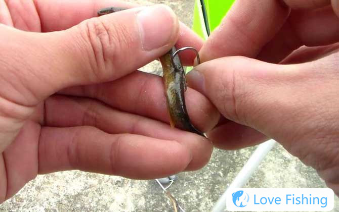 Why Is Loach Fishing Prohibited?