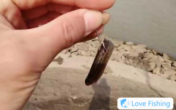 Loach fishing