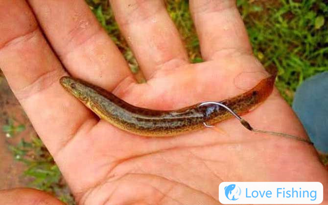 Loach fishing