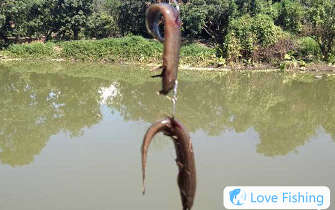 Loach fishing