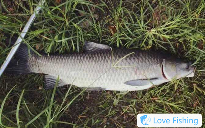 Fishing