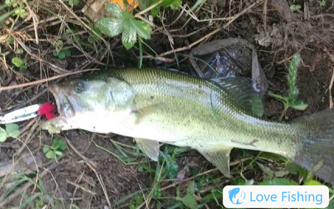 Sea bass