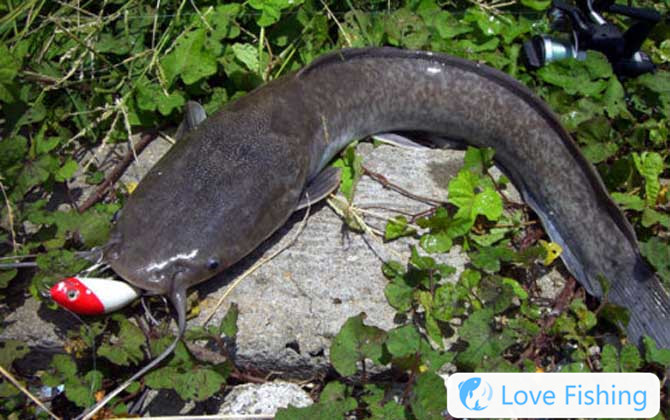 Catfish