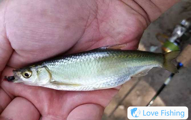 White fish
