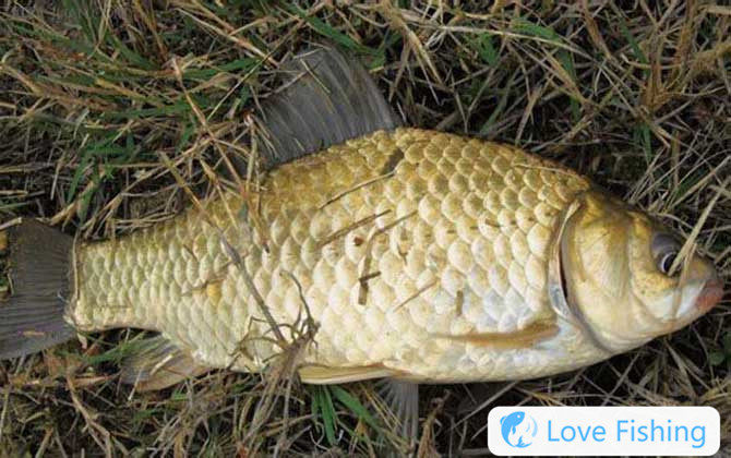 Crucian carp
