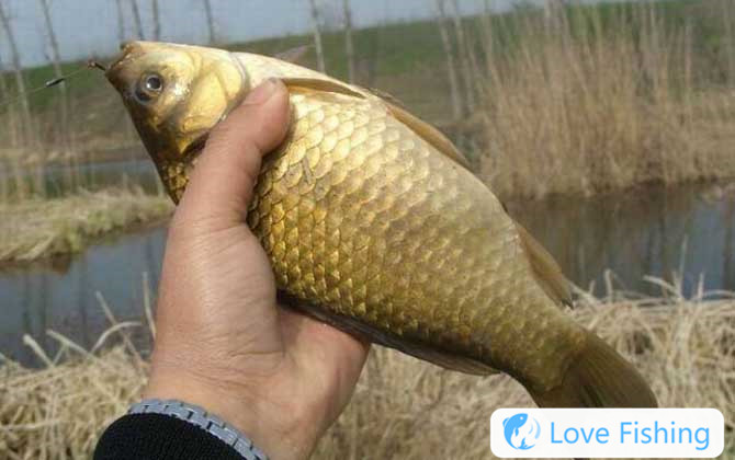 Crucian carp