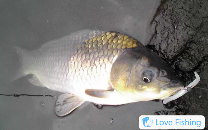 Crucian carp