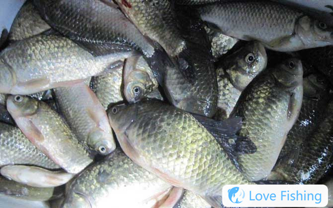 Crucian carp